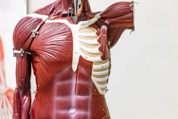 Grundmodul ANATOMIE & PHYSIOLOGIE - online